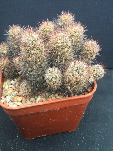 Mature mammillaria - mature,
