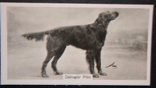 Gordon setter vintage 1938 - gordon,