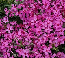Creeping phlox subulata red - creeping,