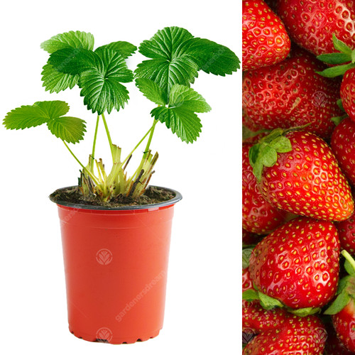 Strawberry elsanta mid - strawberry, 'elsanta'