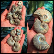 Real Fossil Ammonites -