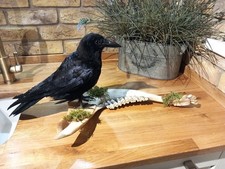 Taxidermy Carrion Crow (Corvus