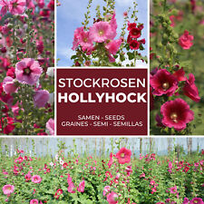 Hollyhocks - Colorful Mix