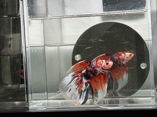Live male betta fish red - betta, white