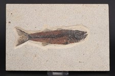 5.2" Mioplosus Fossil Fish