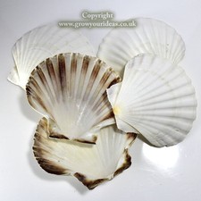 6 x Large Atlantic Scallop seashells.10-11cm.for crafts & culinary use
