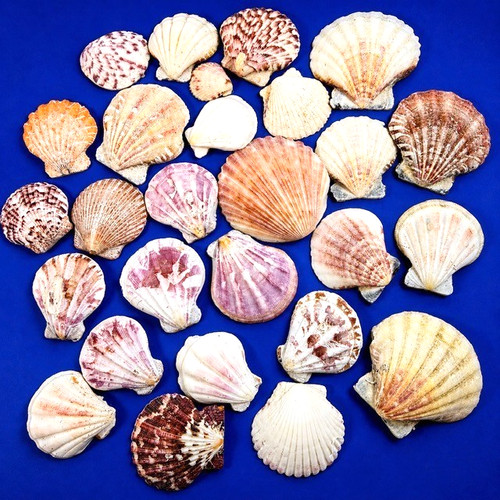 100 atlantic calico scallop - 100,