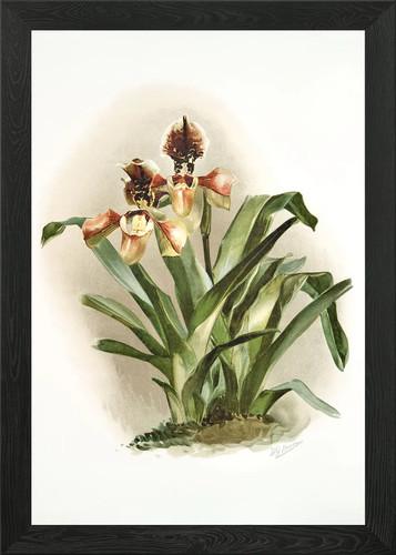 Cypripedium boxalli atratu - cypripedium,