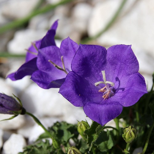 Campanula pearl deep - campanula,