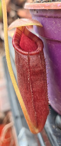 Nepenthes rajah lowii seed - x, -seed