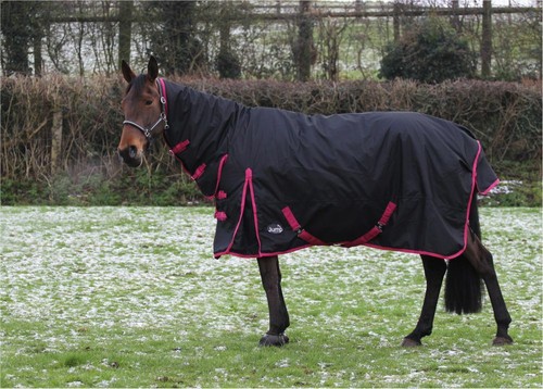 Heavyweight horse turnout - horse,