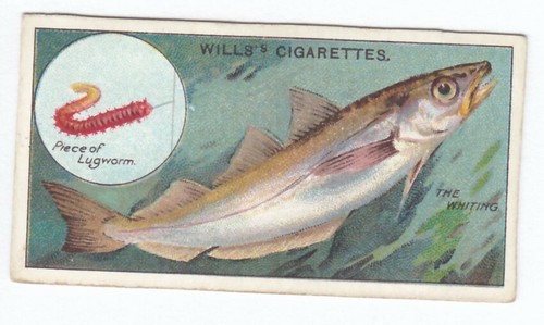 1910 fishing card - card, the
