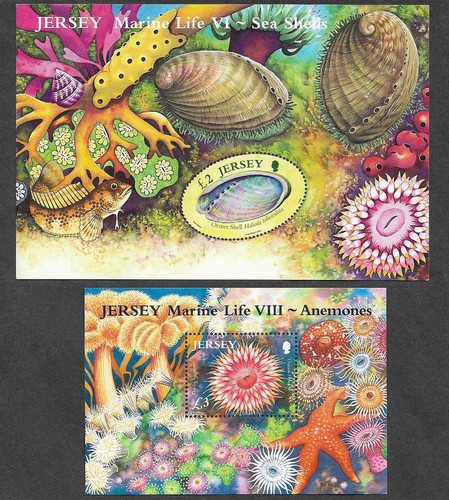 Marine life shells anemones - marine,