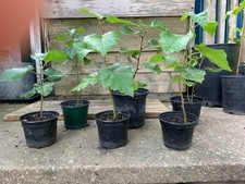 Silver Birch Saplings. ORGANIC