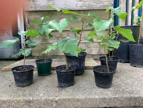 Silver birch saplings organic - birch, saplings.