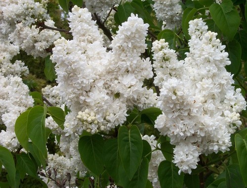Syringa vulgaris madame - syringa,