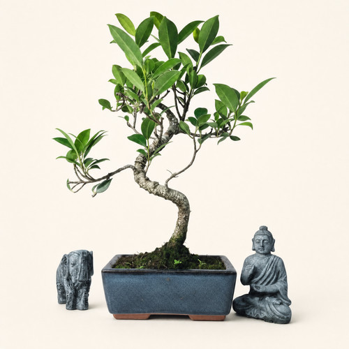 Ficus microcarpa - microcarpa, fig)