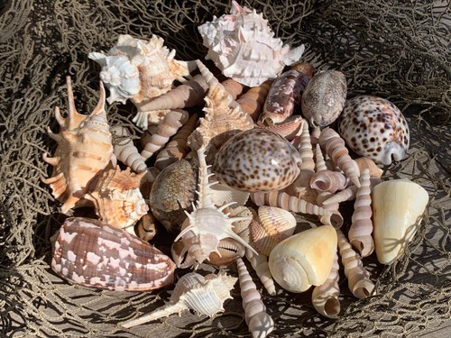 Large beautiful seashells sea - beautiful,