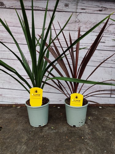 Cordyline verde 1x red - verde,