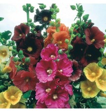 Giant Hollyhocks Alcea Rosea 