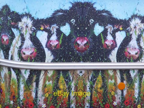 Photo 6x4 painted - painted, cattle