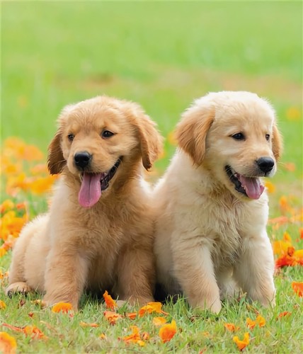 Golden retriever puppies card - retriever,