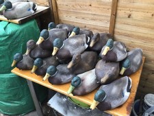 Duck Decoys