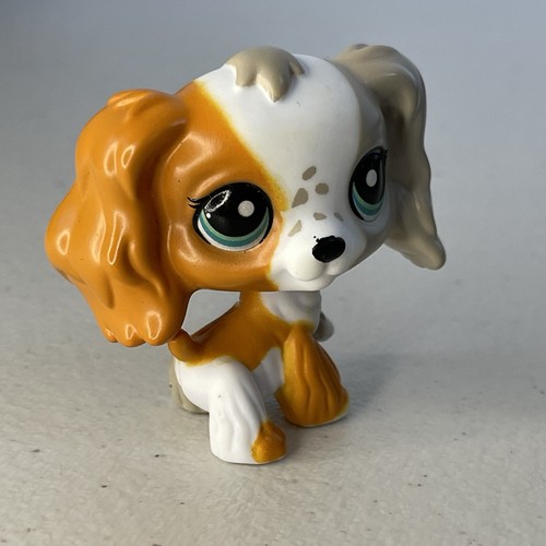 Cocker spaniel dog - spaniel,