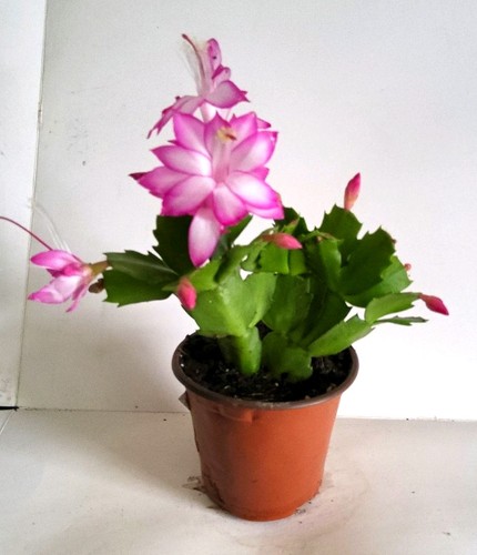 Christmas cactus - christmas,