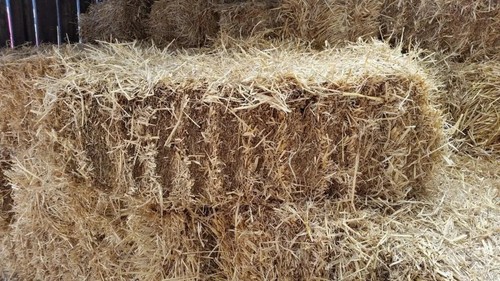 Fleet farm ca0003 barley - ca0003,