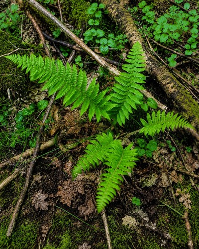 Fern plants 100 - plants, 5