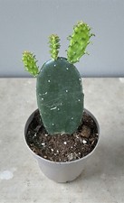 Opuntia ficus indica cactus - indica, |