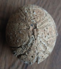 Fossil Sea Urchin