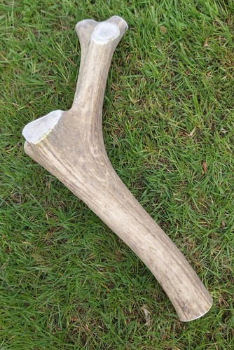 Red deer antler natural dog - deer,