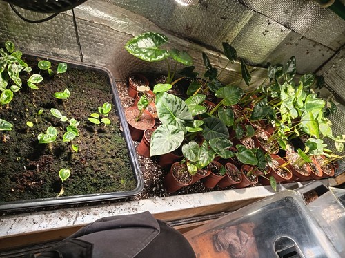 Alocasia mixed random - 10, small