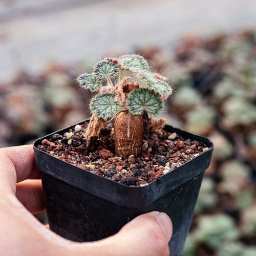 2cm succulent cactus plant - cactus,