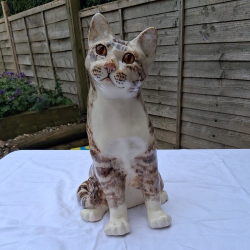 Large winstanley tabby - winstanley, cat