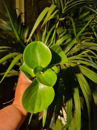 Peperonia obtusifolia rubber - peperonia, obtusifolia/
