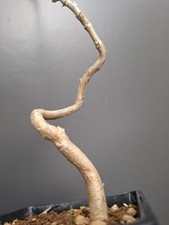 wisteria Bonsai Tree bonsai