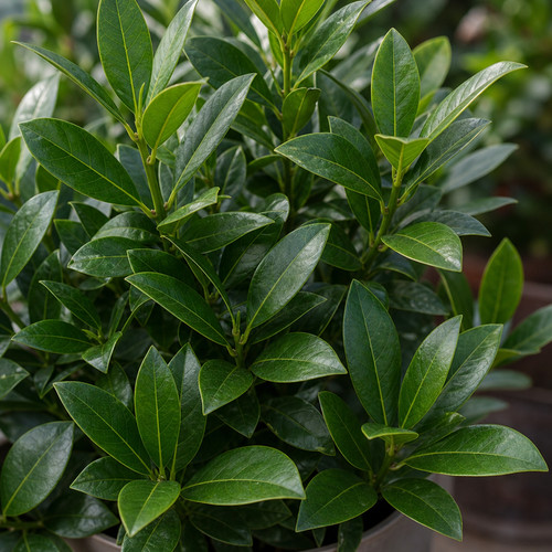 Standard bay tree - standard,