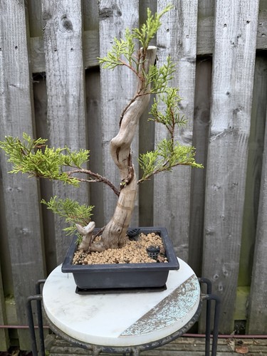 Tanuki chinese juniper - tanuki, bonsai