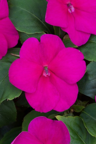 Impatiens beacon violet - impatiens,