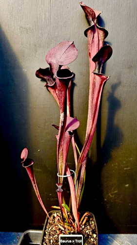 Sarracenia saurus troll - x,