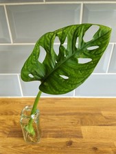 Monstera adansonii Single Leaf