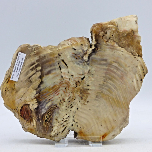 Miocene petrified fossil - miocene,