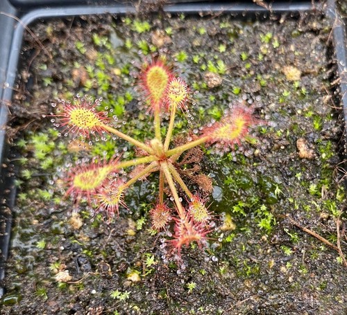 Drosera madagascariensis - ,
