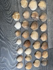 29 Seashells