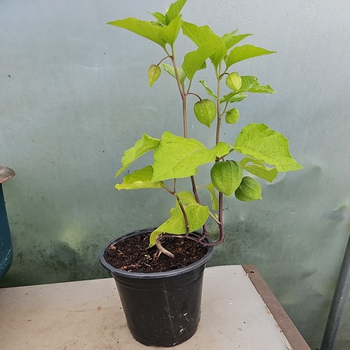 Chinese lantern physalis - chinese, lantern"physalis