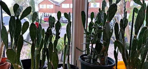 Opuntia prickly pear - opuntia,