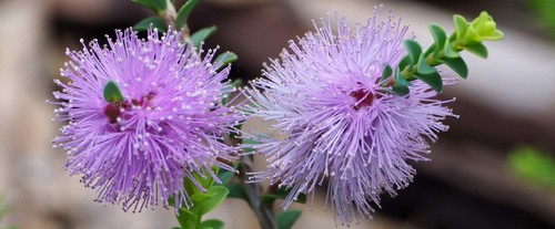 Melaleuca decusata honey - decusata, ..honey